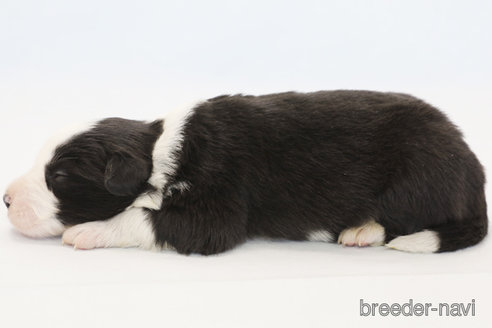 成約済の神奈川県のボーダーコリー-372871の5枚目